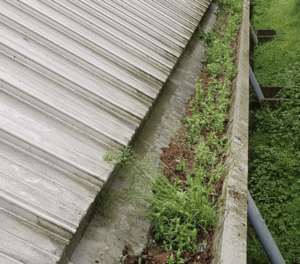 Happy customers in Biggleswade who trust The Roof Moss Cleaners for gutter cleaning services